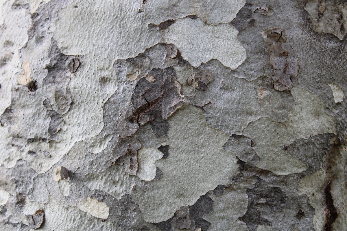 Soft White and Gray Tree Bark Texture